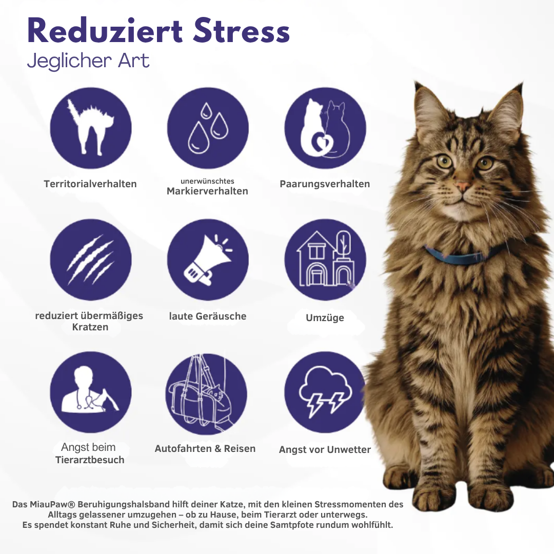 🐾 MiauPaw® – Das natürliche Beruhigungshalsband für gestresste Katzen