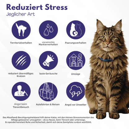 🐾 MiauPaw® – Das natürliche Beruhigungshalsband für gestresste Katzen