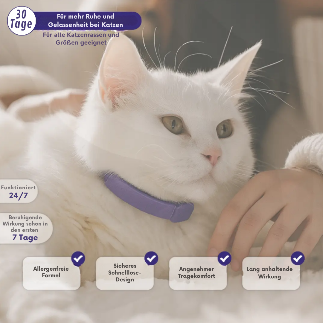 🐾 MiauPaw® – Das natürliche Beruhigungshalsband für gestresste Katzen