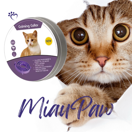 🐾 MiauPaw® – Das natürliche Beruhigungshalsband für gestresste Katzen