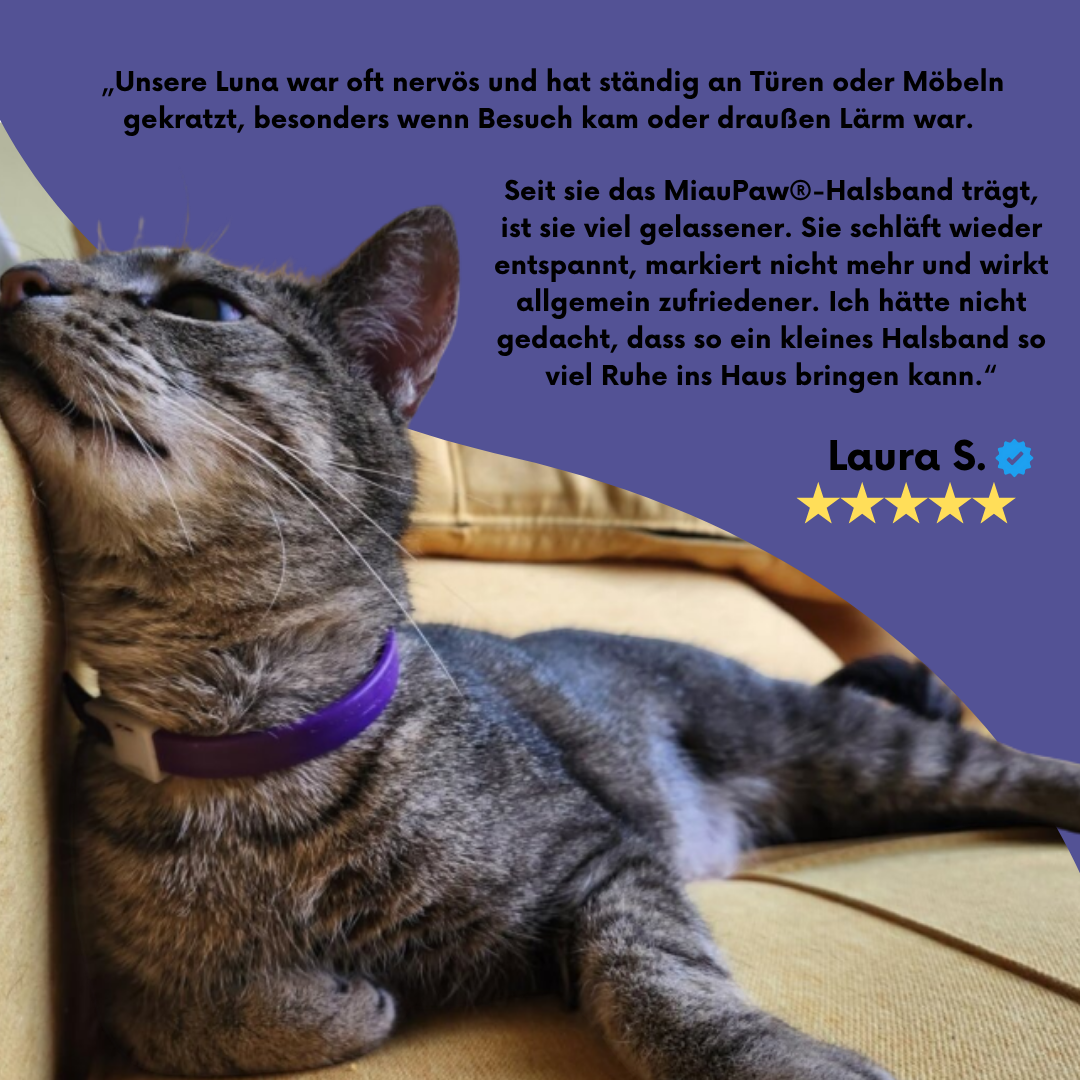 🐾 MiauPaw® – Das natürliche Beruhigungshalsband für gestresste Katzen