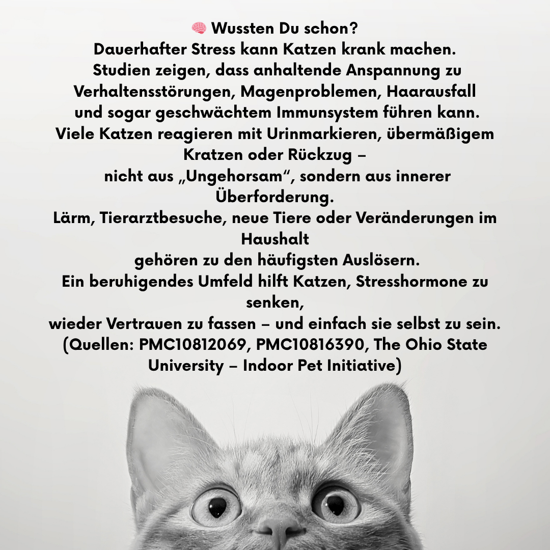 🐾 MiauPaw® – Das natürliche Beruhigungshalsband für gestresste Katzen